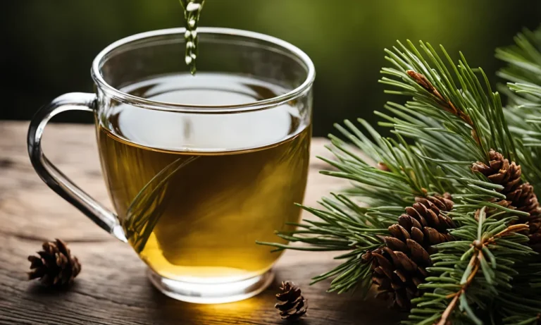 How To Make Pine Needle Tea: A Step-By-Step Guide