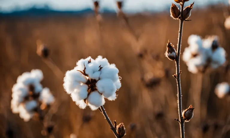 Is Cotton A Woven Fabric? A Detailed Look At Cotton And How It’S Made