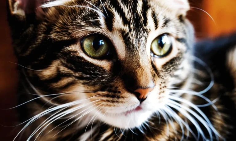 How Do Cats Get Their Patterns? Unraveling The Mystery Of Feline Coat Colors
