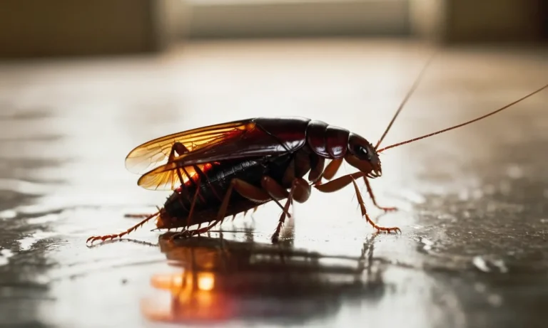 How Long Can A Cockroach Live On A Glue Trap? A Comprehensive Guide