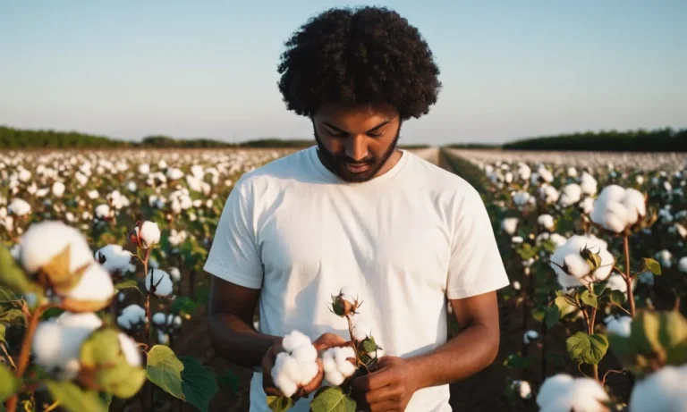 How Many Cotton Plants Are Needed To Make A Shirt? A Comprehensive Guide
