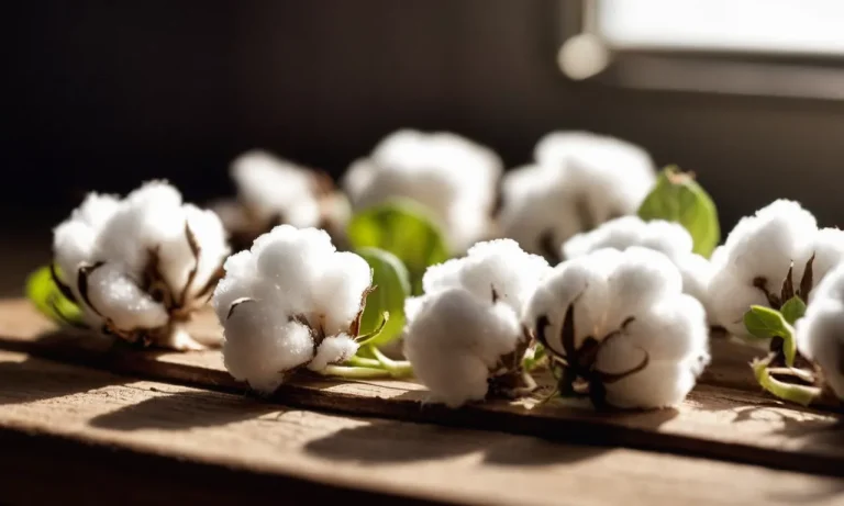 How To Germinate Cotton Seeds: A Comprehensive Guide For Successful Cultivation