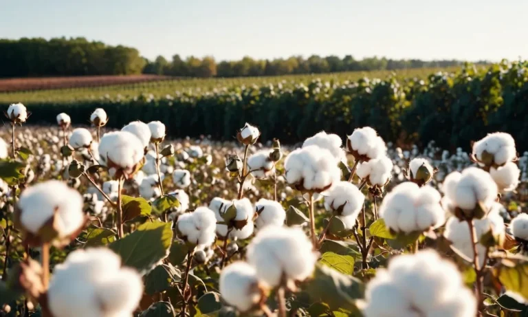 What Does A Cotton Plant Look Like? A Comprehensive Guide To Cotton Plant Appearance