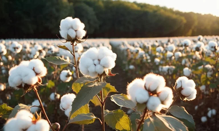 What Does Fresh Cotton Smell Like? A Comprehensive Guide To Nature’S Crisp Aroma