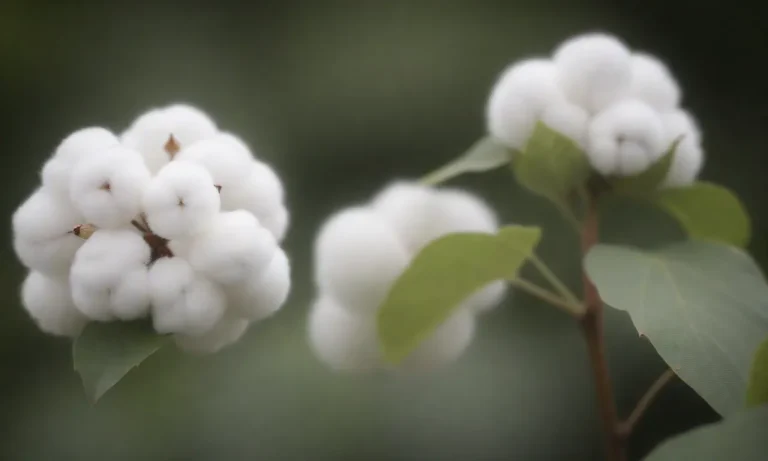 Cotton Flower: Understanding The Botanical Marvel Of Gossypium