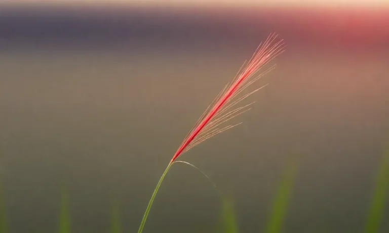 Red Thread In Grass: Understanding The Mysterious Lawn Invader