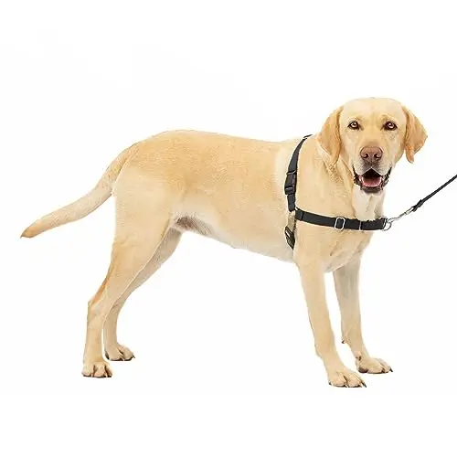 Classic No-Pull Training for Large Dogs